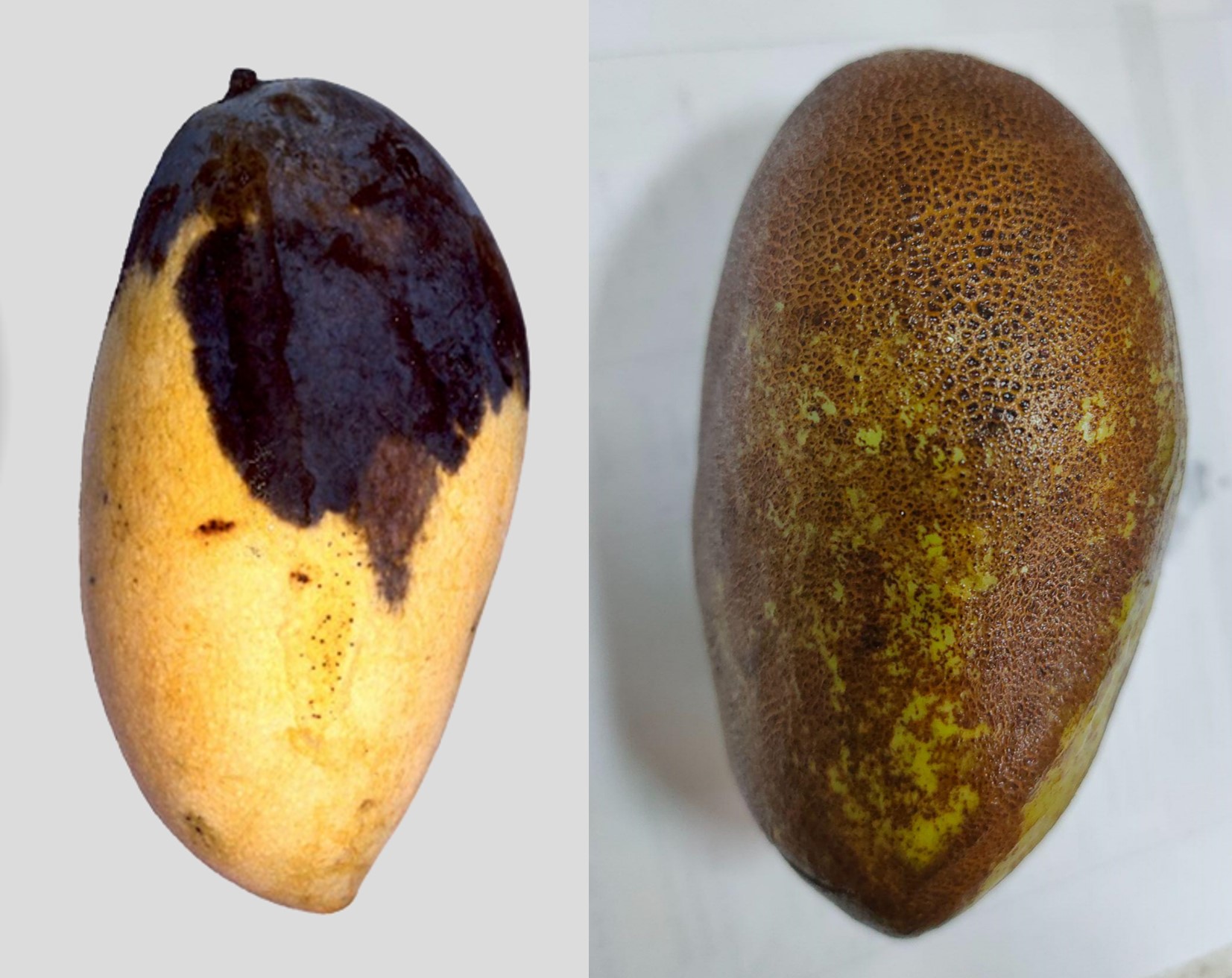katchamita mango