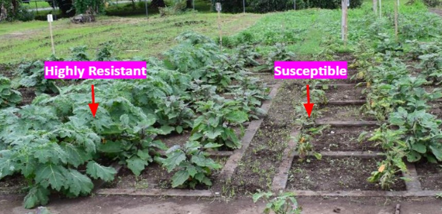 Field evaluation resistance trial of Solanum melongena (susceptible) and in italics: S. mammosum (highly resistant) against EFSB and LH. (Image Credit: IPB-CAFS, UPLB)