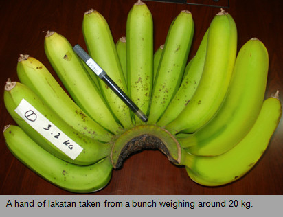 lakatan banana