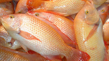 The Red Nile Tilapia The Red Nile Tilapia