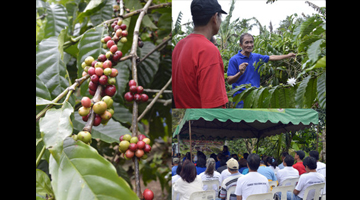 amadeo coffee farm