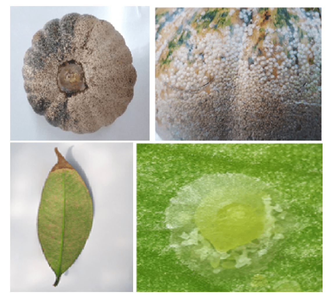 Establishment of isoline populations of coconut scale insect, Aspidiotus destructor and A. rigidus, using seletive host plant materials such as squash fruit and mangosteen seedlings, respectively. (Image credit: University of the Philippines Los Banos