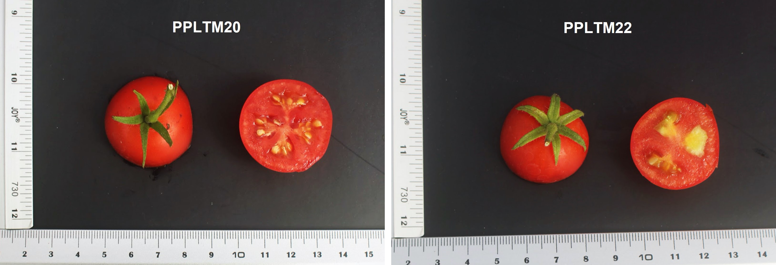Two identified tomato lines with high resistance against Ralstonia solanacearum and In Italics: R. pseudosolanacearum. (Image Credit: IPB-CAFS, UPLB)