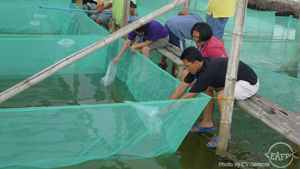 Training participants stock crab instar in nursery ponds at SEAFDEC/AQDs Dumangas Brackishwater Station (Photo from www.seafdec.org.ph) Applying S&T for the improvement of the mangrove crab industry 2