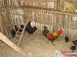 Enhancing the potentials of the Philippine Native Chicken ...
