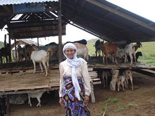 Hadja Horon Ngilay, halal goat farmer from General Santos City, is one of the cooperators for the PCAARRD project on the establishment of standard practices on halal goat production and quality assurance (Photo from the Livestock Research Division, DOST-PCAARRD)