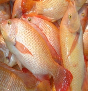 Improved Breed Of Red Tilapia Photo From The Inland Aquatic Resources Research Division DOST PCAARRD Improved Breed Of Red Tilapia Photo From The Inland Aquatic Resources Research Division DOST PCAARRD