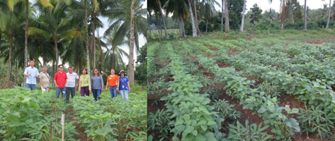 (Left) The Soybean R&D Team from UPLB-IPB and DA-RFOs 2, 11, and 13, together with DOST-PCAARRD M&E Team at the DA-RFO 11 Davao Region Central Experiment Station (DARCES), Tugbok District, Manambulan, Davao City. (Right) Intecropping of soybean and cassava for Project 2.