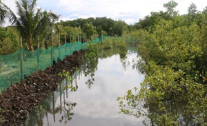 Aquasilviculture system constructed in Brgy. Apad, Alabat (Image credit Inland Aquatic Resources Research Division (IARRD), PCAARRD)