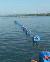 Long line set up in Tagkawayan, Quezon (Image credit Inland Aquatic Resources Research Division (IARRD), PCAARRD)