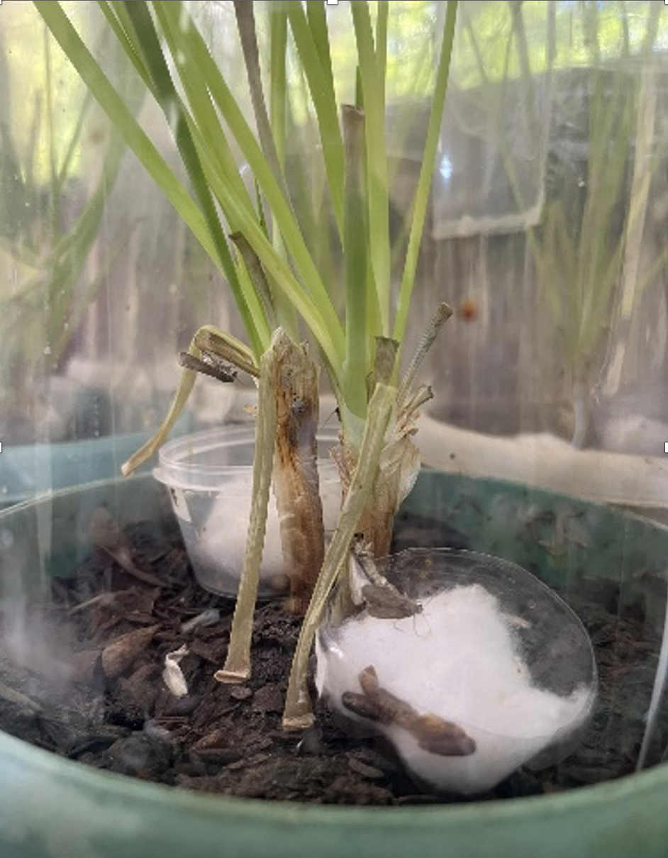 A closer look at the Armyworm (larval stage) (Image credit: Agricultural Resources Management Research Division)