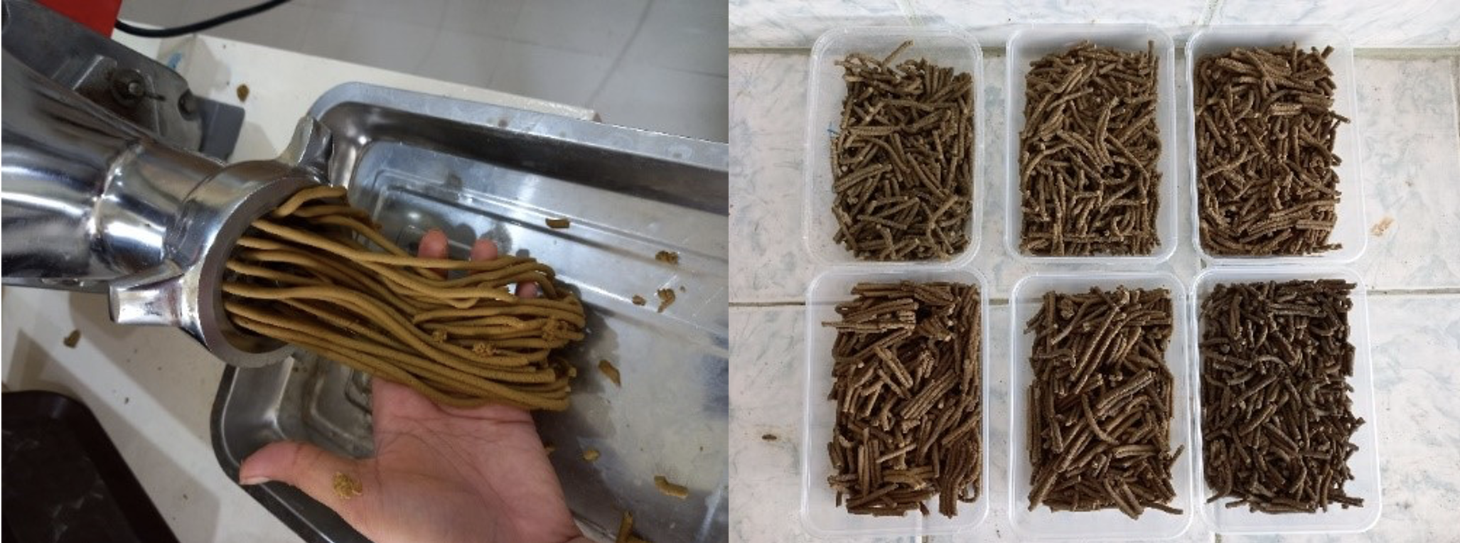 ‘Eubiotic feed’ mula sa damong-dagat, mahusay na sangkap sa mga pakain sa isda