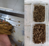 ‘Eubiotic feed’ mula sa damong-dagat, mahusay na sangkap sa mga pakain sa isda