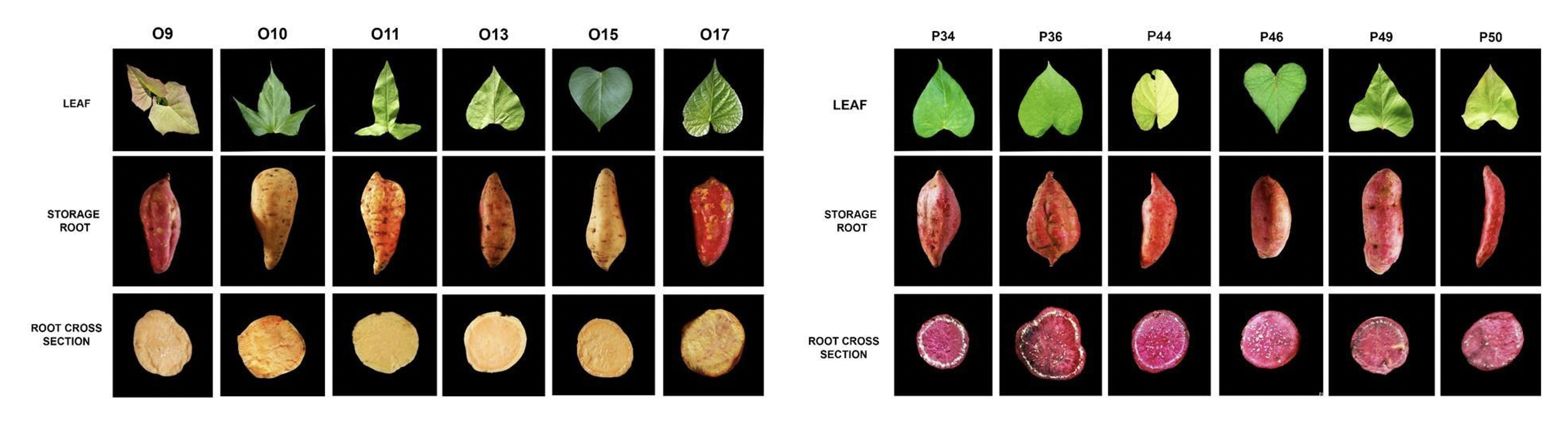 Morphology of the top-performing orange (left) and purple (right) sweetpotato accessions. (Image credit: ICropS-CAFS, UPLB)