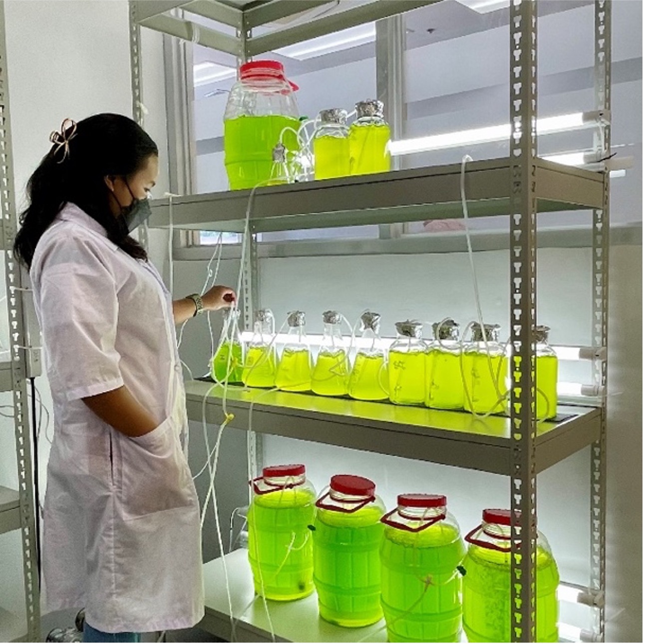 Indoor culture of Chlorella sp.