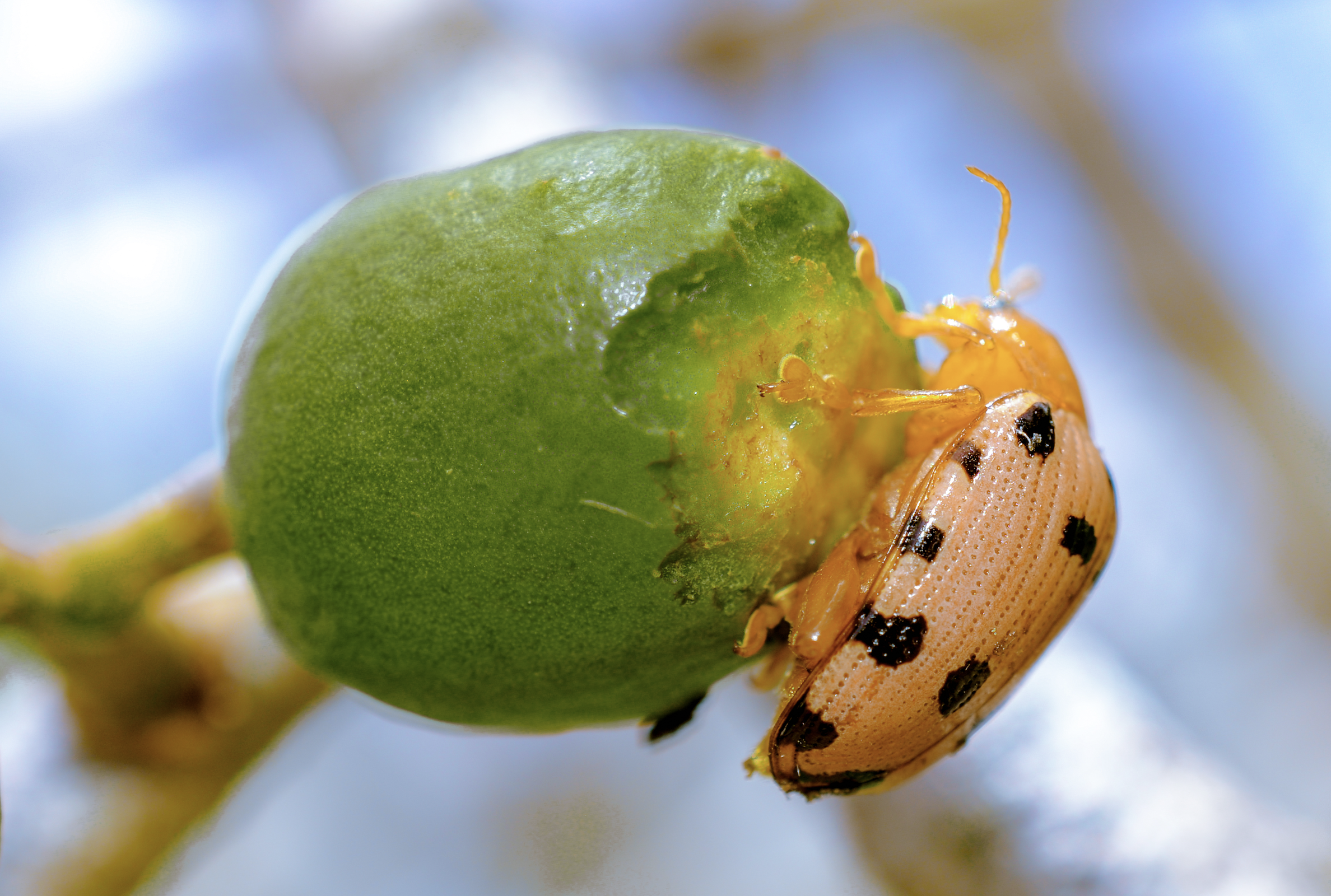 Adult SLB feeding on sineguelas fruit. (Image Credit: DA-RFO IVA)