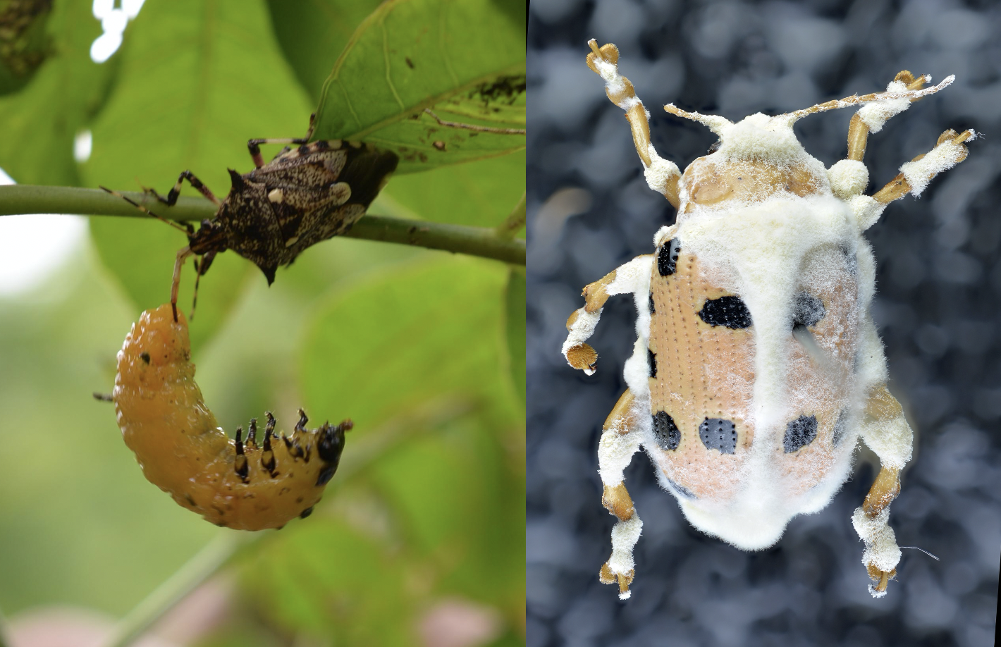 Pentatomid Bug feeding on SLB larvae (left) and adult SLB infected with white muscardine fungus (right). (Image credit: DA-RFO IVA)