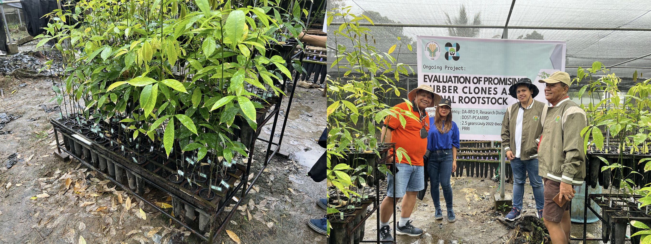 Nursery site where new RRIM series clonal rootstocks are reared and readied for budding. Image credit: FERD-PCAARRD