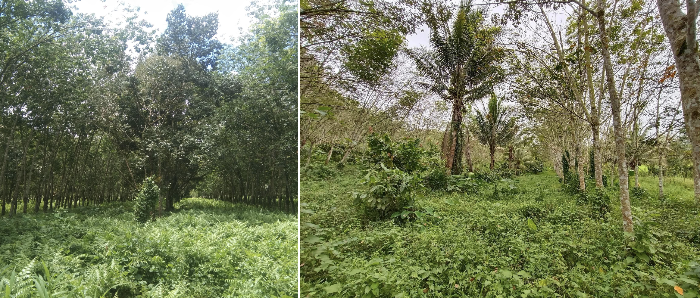 Some of the documented rubber-based cropping systems: rubber intercropped with durian (left) and rubber intercropped with coconut and cacao (right) Photo credit: Ms. Daireen O. Go, PRRI, Image Credit: FERD-PCAARRD