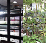 DOST-PCAARRD through CMU furthers R&D on Philippine ferns