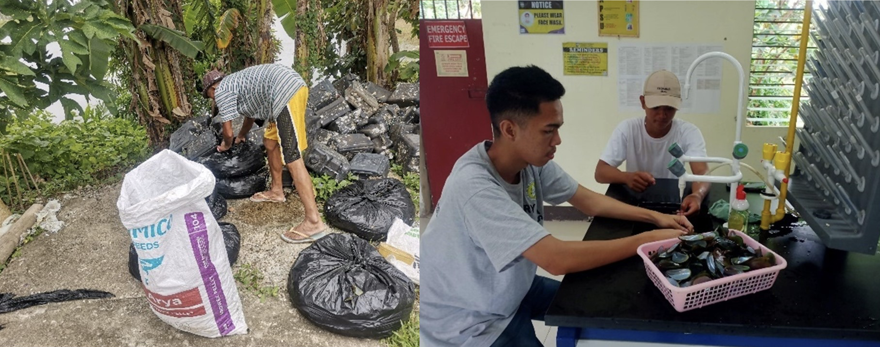 Collection of mussel shell samples. (Image credit: University of the Philippines Visayas Project team)