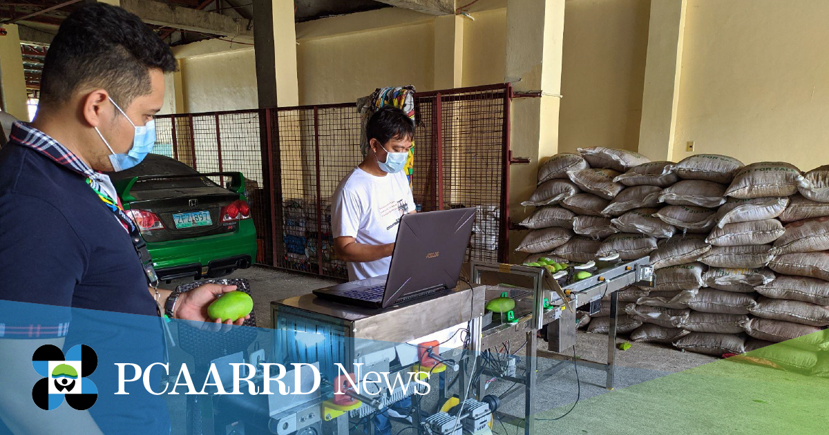 Development of PhilMech’s automated mango sorting machine, an innovation that will help small-to-medium-scale mango farmers optimize their operations and increase product value. (Image credit: PhilMech)