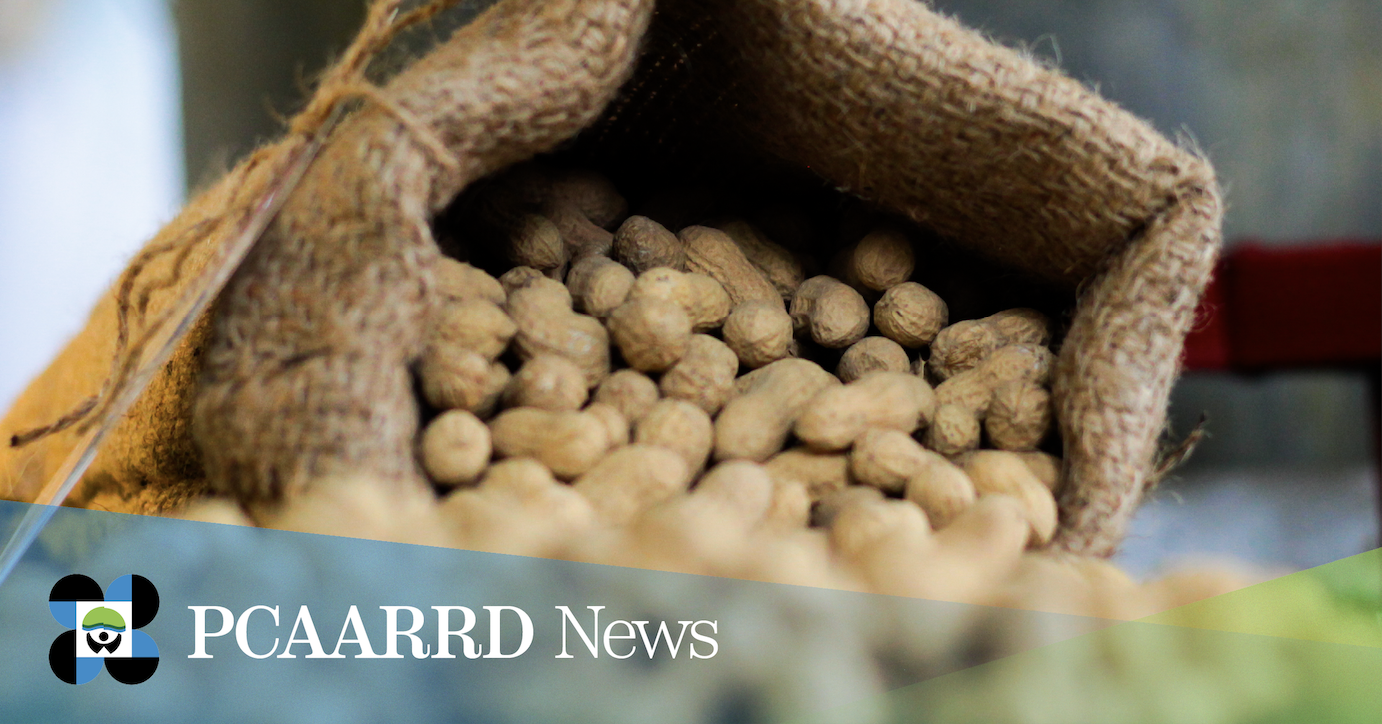 Peanut display in the Peanut FIESTA exhibit area. (Image credit: Reinier Abagat, DOST-PCAARRD)