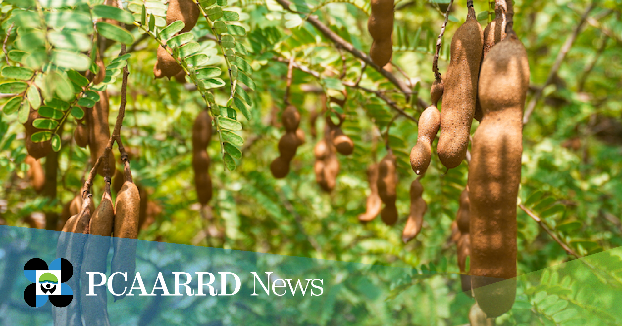 Tamarind production and fruit quality improved through S&amp;T-based strategies