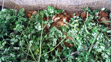 Malunggay leaves with concentrates.