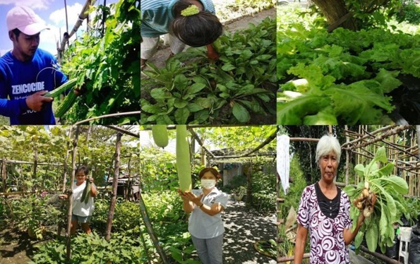 Edible gardening in MIMAROPA (Image credit: Mindoro State University)