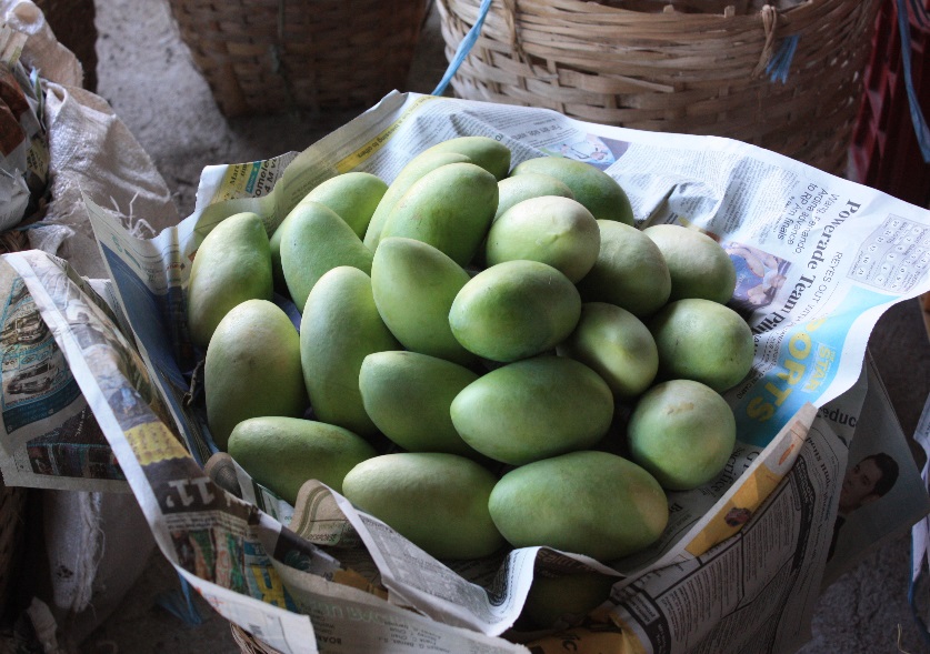 A basket full of quality mangoes (Photo by Allan B. Siano) A basket full of quality mangoes (Photo by Allan B. Siano)