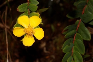 Hypericum perryongii Galindon, sp. nov (Image credit: The National Museum of the Philippines (NMP))